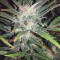 Original Auto White Widow Seeds