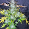 Graines de cannabis Panama (CannaBioGen)