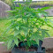 Graines de cannabis White Widow regular (Nirvana Seeds)