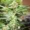 Trainwreck Fast Version (Herbies Seeds)