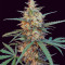 Chemdog Autoflower (Herbies Seeds)