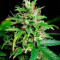 Gelato Auto Feminized Seeds (Herbies Seeds USA)