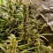 K.O Crop Auto Seeds