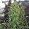 Desfrán feminized seeds