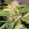 Auto Kaya 47 feminized seeds