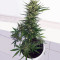 Auto Malawi x Northern Lights
