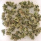 BCN Power Plant Autoflower feminized seeds