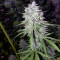 Bangi Haze (Ace Seeds)