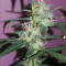 Graines de cannabis Buddha Red Dwarf Auto regular (Buddha Seeds)