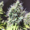 Graines de cannabis CBD Blue Shark (Barney's Farm)