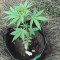 CBD Lemon Potion Auto Seeds