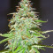 Candy Kush Auto feminized seeds