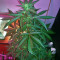 Graines de cannabis Chemdogging Auto (Mephisto Genetics)
