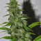 Cole Train Seeds