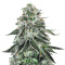 Graines de cannabis Dark Star x AK-49 (Vision Seeds)