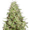 Dogstar Dawg (Big Head Seeds)