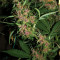 Grandaddy Banner Seeds