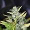 Hubbabubbasmelloscope Auto feminized seeds