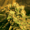 Graines de cannabis Kong 47 (Dr. Underground)