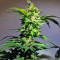 Kosher Kush (Reserva Privada)