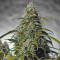 Melon Gum Auto Seeds
