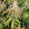 Original Auto Skunk feminized seeds