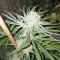 Original Bruce Banner regular (Dark Horse Genetics)