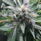 Original Bruce Banner Seeds