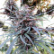 Semi femminizzati Purple Haze x Malawi