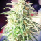 Sandstorm feminized seeds