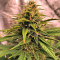 Semi femminizzati Sour Blues Auto