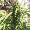 Graines de cannabis Sour Kush (Reserva Privada)
