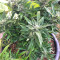 Strawberry Banana feminized seeds
