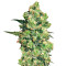Graines de cannabis Super Skunk (White Label)