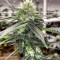 Graines de cannabis Tha Melon Regular (Karma Genetics)