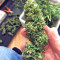 Graines de cannabis Wedding Cake (Big Head Seeds)