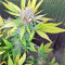 White Critical (White Widow +) feminized seeds (Original Sensible Seeds)