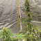 Zombie Kush feminized seeds