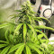 Acid Rain Autoflower Feminized Seeds (Easy Grow Seeds)
