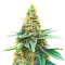 AFS Princess Feminized Seeds (AlphaFem Seeds)