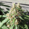 AK420 Seeds