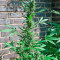 Big Bang Auto Seeds