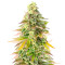 Chem Cookies Feminized Seeds (AlphaFem Seeds)