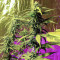 Semillas Feminizadas Critical Amnesia (AlphaFem Seeds)