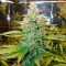 Green Crack Auto Seeds