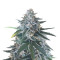 King’s Kush Auto CBD (GHS)
