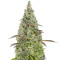 Graines féminisées de Moby Dick Auto (Seedstockers)