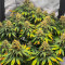 OG Kush Fast Version Feminized Seeds (Easy Grow Seeds)