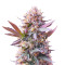 Purple Lemonade Fast Flowering (Fast Buds)