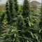 Atomic Seeds - Cannabis Strain Seeds for Sale